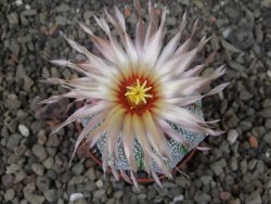 Astrophytum Kabuto X red flower oibo akabana, pot 5,5 cm - 12404516