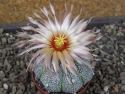 Astrophytum Kabuto X red flower oibo akabana, pot 5,5 cm - 12404517