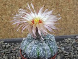 Astrophytum Kabuto X red flower oibo akabana, pot 5,5 cm - 12404518
