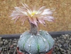 Astrophytum Kabuto X red flower oibo akabana, pot 5,5 cm - 12404519