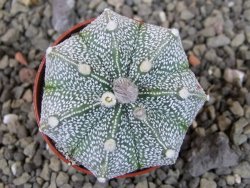 Astrophytum Kabuto X red flower oibo akabana, pot 5,5 cm - 12404520