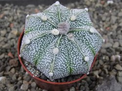 Astrophytum Kabuto X red flower oibo akabana, pot 5,5 cm - 12404521