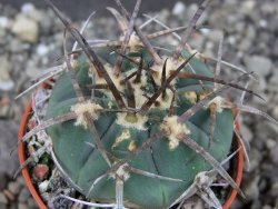 Gymnocalycium armatum LH1431 Pajcho centro, Tarija, pot 5,5 cm