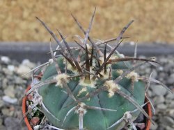 Gymnocalycium armatum LH1431 Pajcho centro, Tarija, pot 5,5 cm - 12404573