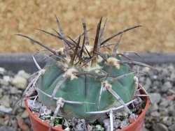 Gymnocalycium armatum LH1431 Pajcho centro, Tarija, pot 5,5 cm - 12404574