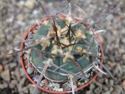 Gymnocalycium armatum LH1431 Pajcho centro, Tarija, pot 5,5 cm