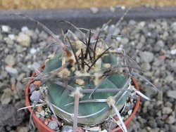 Gymnocalycium armatum LH1431 Pajcho centro, Tarija, pot 5,5 cm - 12404576