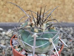 Gymnocalycium armatum LH1431 Pajcho centro, Tarija, pot 5,5 cm - 12404577