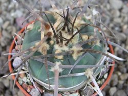 Gymnocalycium armatum LH1431 Pajcho centro, Tarija, pot 5,5 cm - 12404578