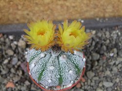 Astrophytum X Super Kabuto pot 5,5 cm - 12404581
