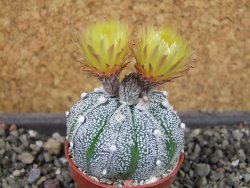 Astrophytum X Super Kabuto pot 5,5 cm - 12404582