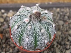 Astrophytum X Super Kabuto pot 5,5 cm - 12404583