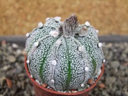 Astrophytum X Super Kabuto pot 5,5 cm - 12404584