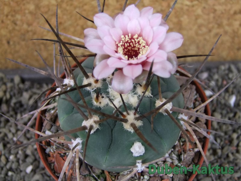 Gymnocalycium armatum LH1431 Pajcho centro Tarija pot 10 cm