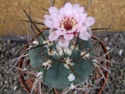 Gymnocalycium armatum LH1431 Pajcho centro Tarija pot 10 cm