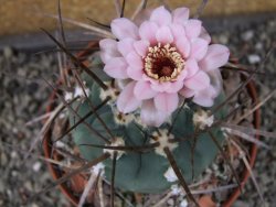 Gymnocalycium armatum LH1431 Pajcho centro Tarija pot 10 cm - 12404636