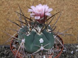 Gymnocalycium armatum LH1431 Pajcho centro Tarija pot 10 cm - 12404637