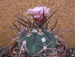 Gymnocalycium armatum LH1431 Pajcho centro Tarija pot 10 cm - 12404638