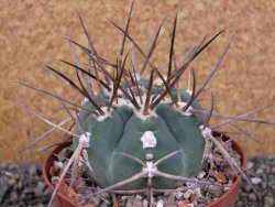 Gymnocalycium armatum LH1431 Pajcho centro Tarija pot 10 cm - 12404640