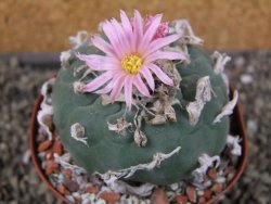 Lophophora fricii pot 9 cm