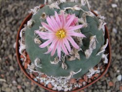 Lophophora fricii pot 9 cm - 12404651