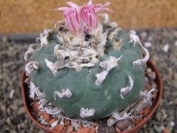 Lophophora fricii pot 9 cm - 12404652