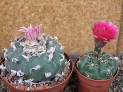 Lophophora fricii pot 9 cm - 12404653