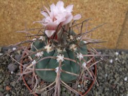 Gymnocalycium armatum LH1431 Pajcho centro Tarija pot 10,5 cm - 12404659