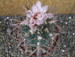 Gymnocalycium armatum LH1431 Pajcho centro Tarija pot 10,5 cm - 12404660
