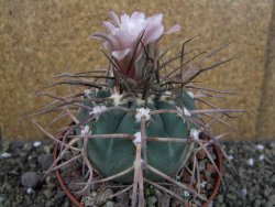 Gymnocalycium armatum LH1431 Pajcho centro Tarija pot 10,5 cm