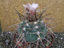 Gymnocalycium armatum LH1431 Pajcho centro Tarija pot 10,5 cm - 12404662