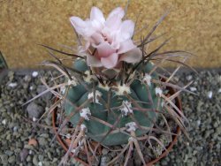 Gymnocalycium armatum LH1431 Pajcho centro Tarija pot 10,5 cm - 12404663