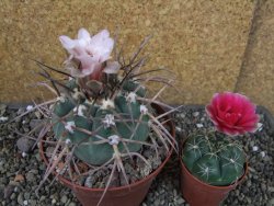 Gymnocalycium armatum LH1431 Pajcho centro Tarija pot 10,5 cm - 12404664