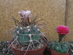 Gymnocalycium armatum LH1431 Pajcho centro Tarija pot 10,5 cm - 12404665