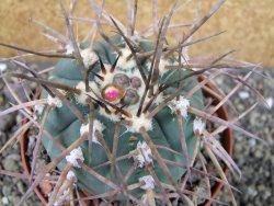 Gymnocalycium armatum LH1431 Pajcho centro Tarija pot 10,5 cm - 12404666