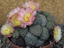 Puna bonniae inermis, pot 10,5 cm Grafted