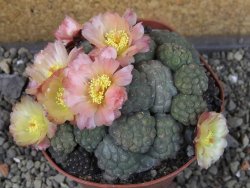 Puna bonniae inermis, pot 10,5 cm Grafted - 12404675