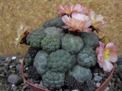 Puna bonniae inermis, pot 10,5 cm Grafted - 12404676