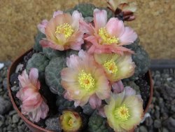 Puna bonniae inermis, pot 10,5 cm Grafted - 12404677