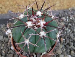 Echinocactus horizonthalonius pot 5,5 cm