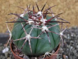Echinocactus horizonthalonius pot 5,5 cm - 12404690