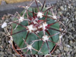 Echinocactus horizonthalonius pot 5,5 cm - 12404691