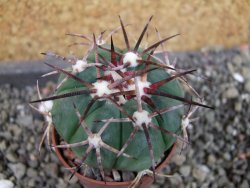Echinocactus horizonthalonius pot 5,5 cm - 12404692