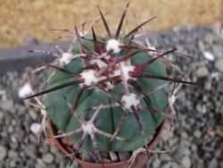 Echinocactus horizonthalonius pot 5,5 cm - 12404693
