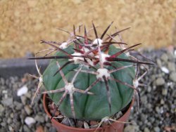 Echinocactus horizonthalonius pot 5,5 cm - 12404694