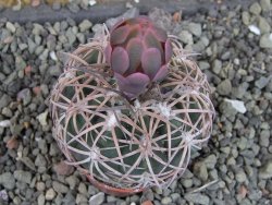 Gymnocalycium spegazzinii punillaense Tom 06-81/1 El Obelisco, pot 5,5 cm - 12404724