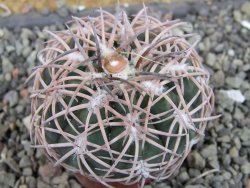 Gymnocalycium spegazzinii punillaense Tom 06-81/1 El Obelisco, pot 5,5 cm - 12404726