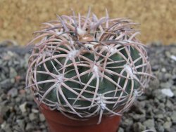 Gymnocalycium spegazzinii punillaense Tom 06-81/1 El Obelisco, pot 5,5 cm - 12404727