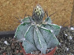 Astrophytum Dinosaur X ornatum pot 6,5 cm