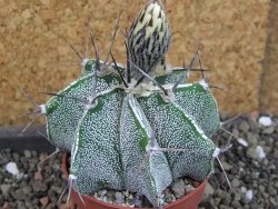 Astrophytum Dinosaur X ornatum pot 6,5 cm - 12404744